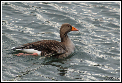 Greylag goose - Anser anser