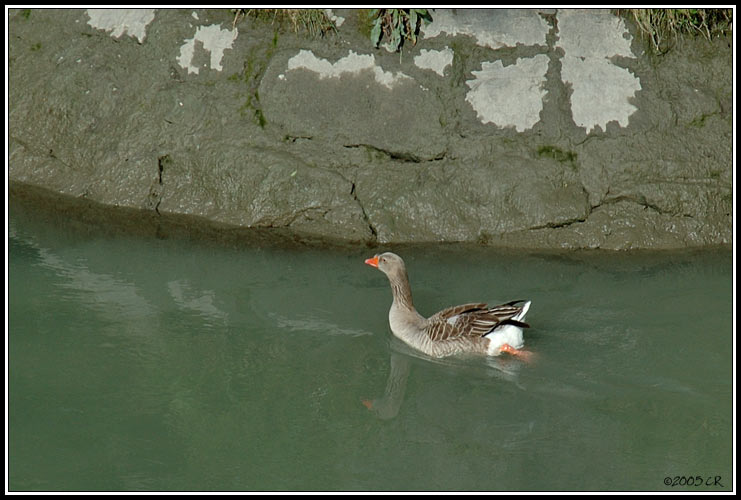 Greylag goose - Anser anser