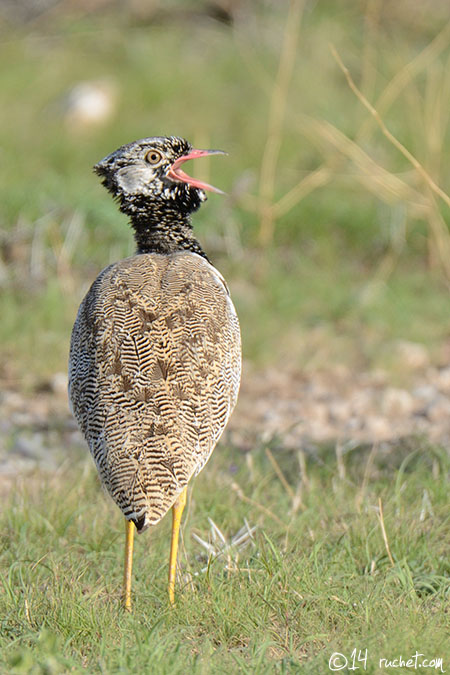 Weißflügeltrappe - Afrotis afraoides