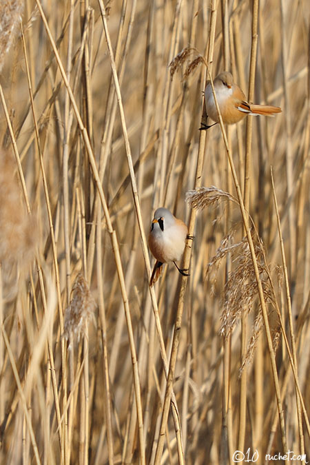 Panure à moustaches - Panurus biarmicus