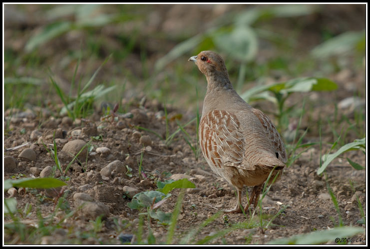 Perdrix grise - Perdix perdix