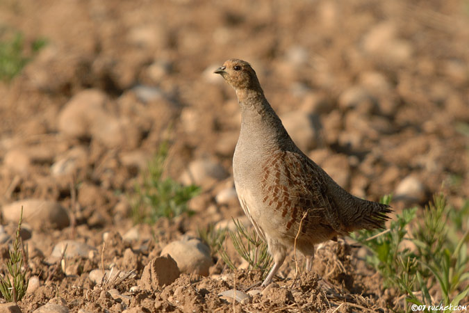 Perdrix grise - Perdix perdix