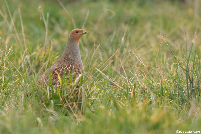 Perdrix grise - Perdix perdix