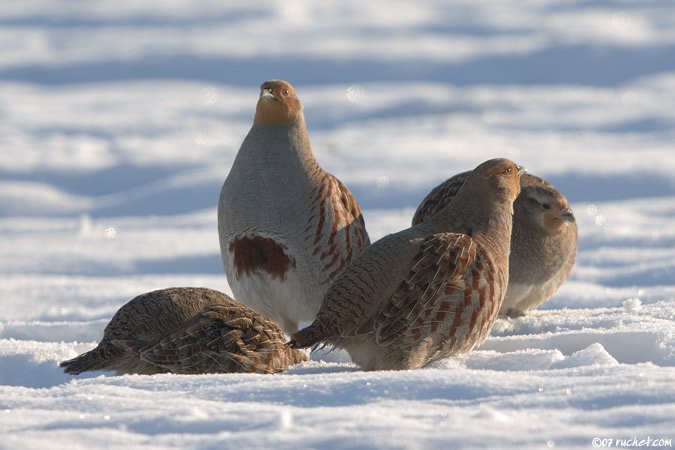 Rebhuhn - Perdix perdix