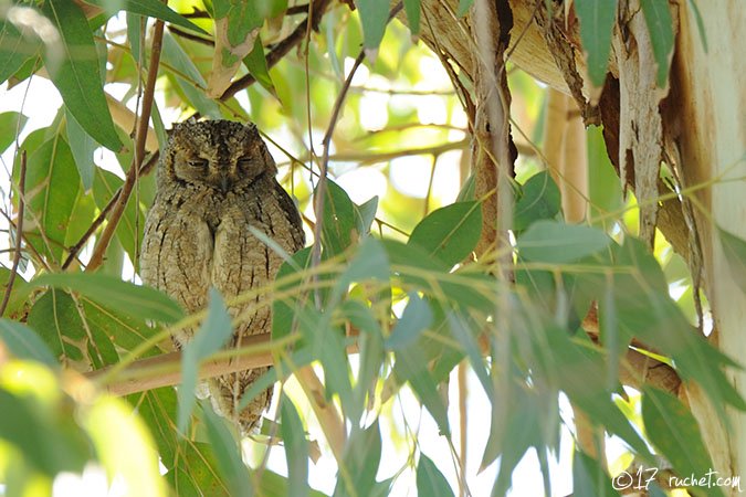 Eurasian Scops Owl - Otus scops