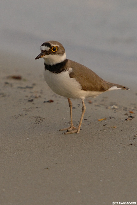 Little Ringed Plover - Charadrius dubius