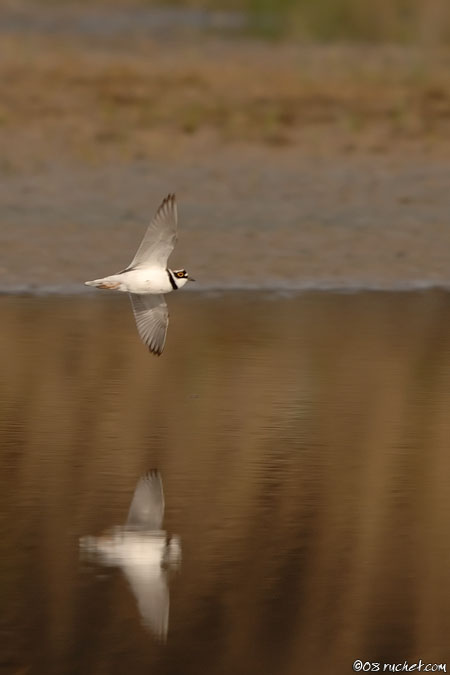 Little Ringed Plover - Charadrius dubius