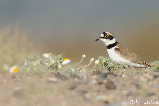 Little Ringed Plover - Charadrius dubius