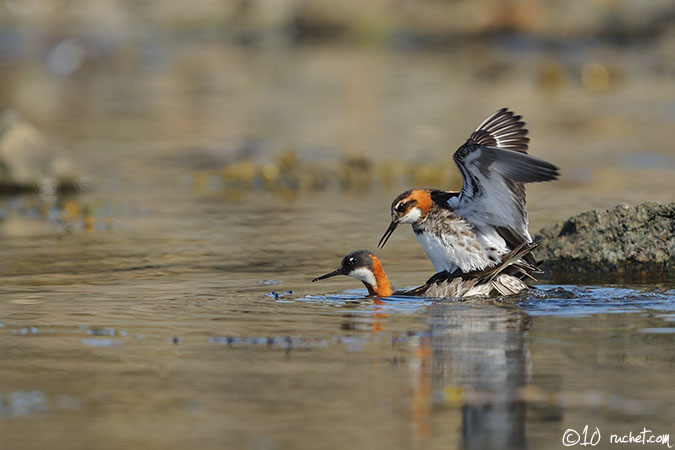 Phalarope à bec étroit - Phalaropus lobatus