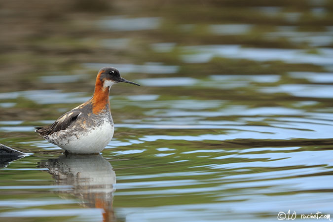 Red-necked Phalarope - Phalaropus lobatus