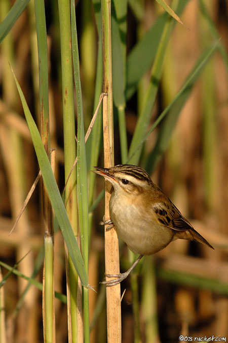 Phragmite des joncs - Acrocephalus schoenobaenus