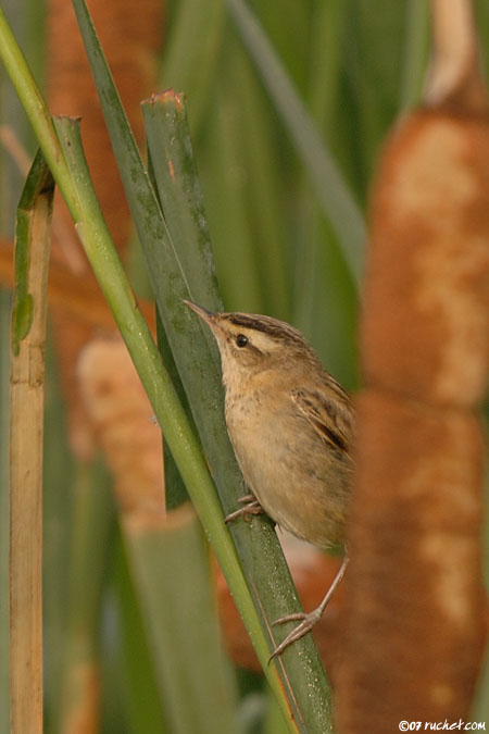 Phragmite des joncs - Acrocephalus schoenobaenus