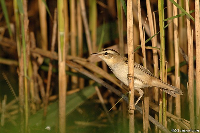 Phragmite des joncs - Acrocephalus schoenobaenus