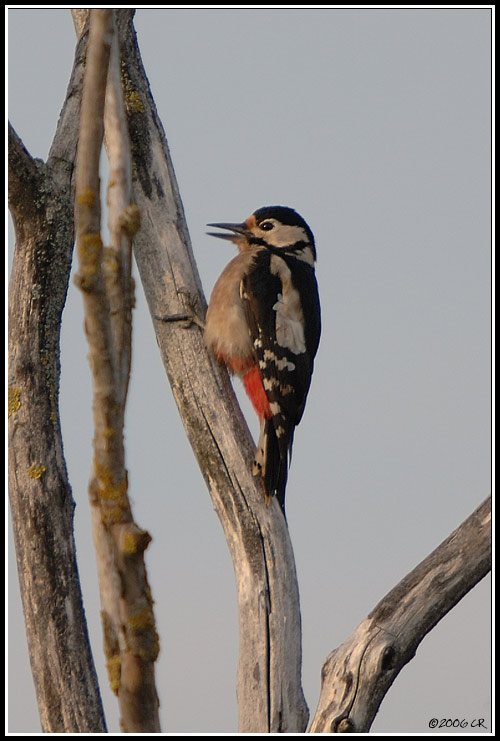 Picchio rosso maggiore - Dendrocopos major