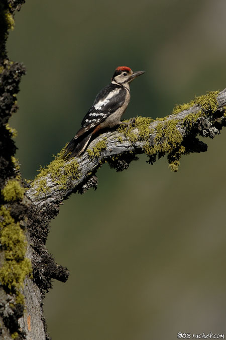 Picchio rosso maggiore - Dendrocopos major