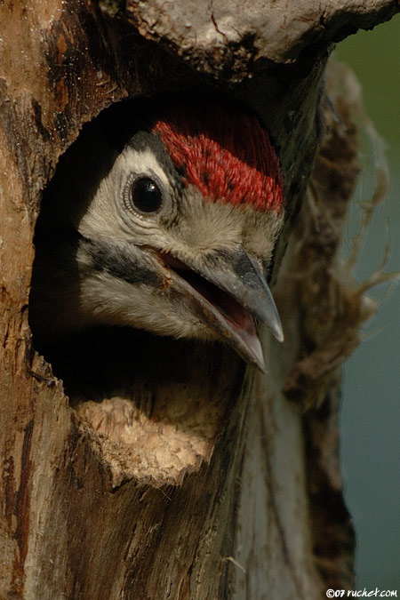 Picchio rosso maggiore - Dendrocopos major