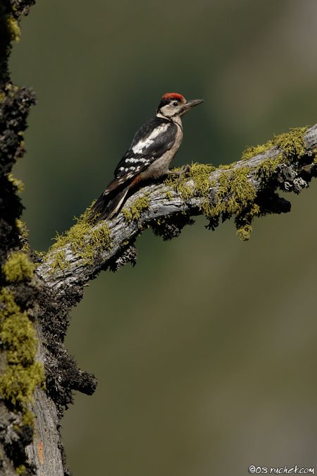 Buntspecht - Dendrocopos major