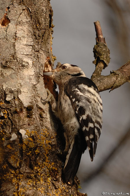 Lesser Spotted Woodpecker - Dendrocopos minor