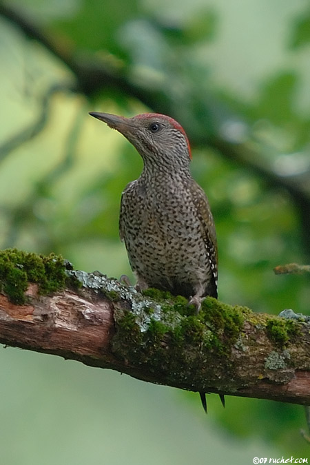 Pic vert - Picus viridis