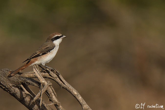 Red-tailed Shrike - Lanius phoenicuroides