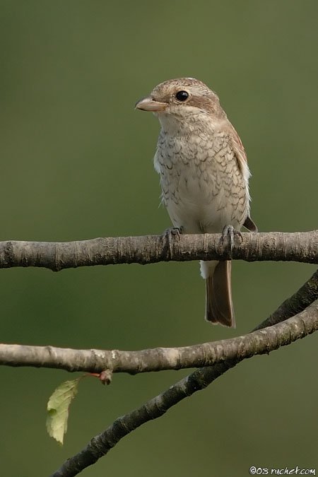 Red-backed Shrike - Lanius collurio