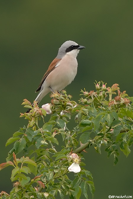 Pie-grièche écorcheur - Lanius collurio
