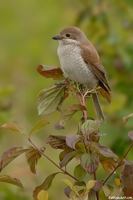 Pie-grièche écorcheur - Lanius collurio