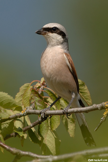 Pie-grièche écorcheur - Lanius collurio