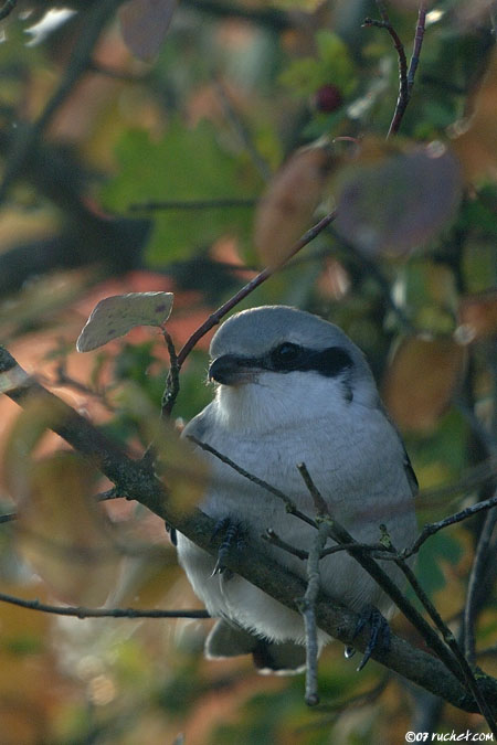 Pie-grièche grise - Lanius excubitor