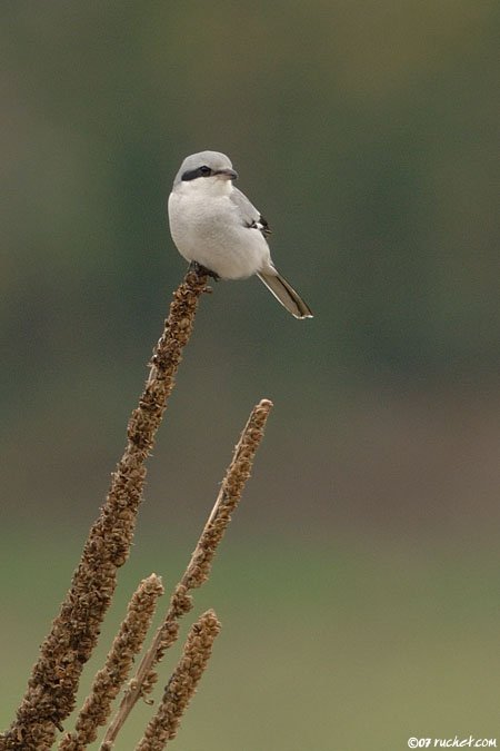 Averla maggiore - Lanius excubitor