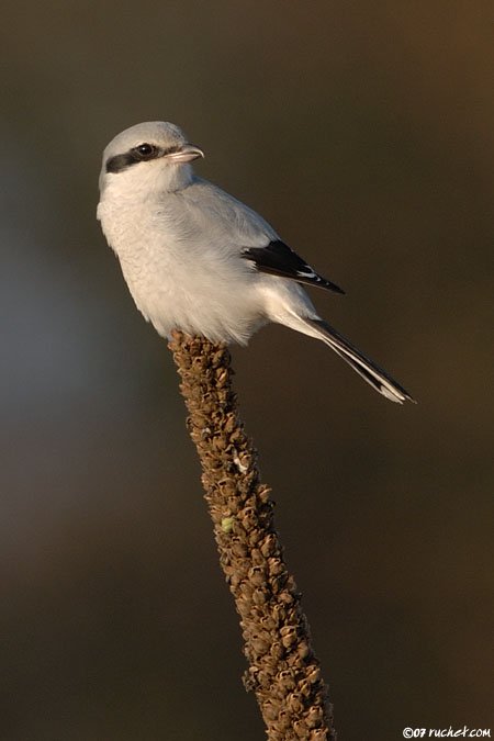 Averla maggiore - Lanius excubitor