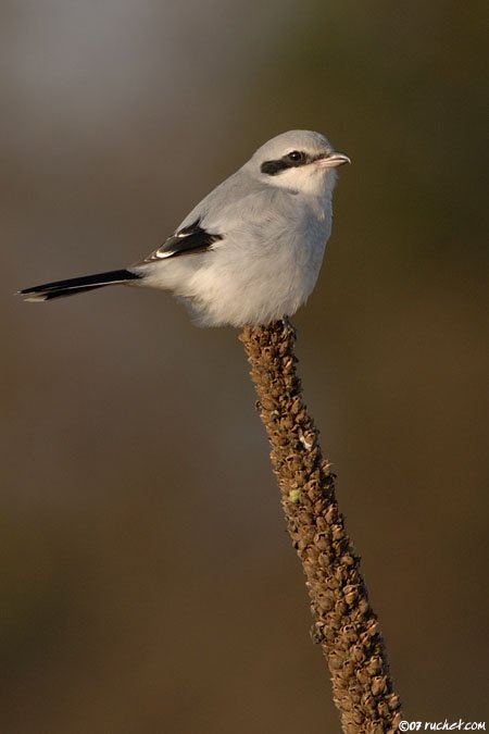 Great Grey Shrike - Lanius excubitor