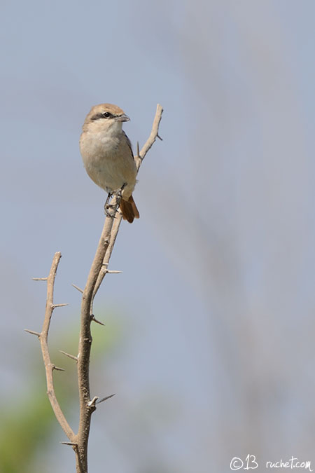 Averla isabellina - Lanius isabellinus