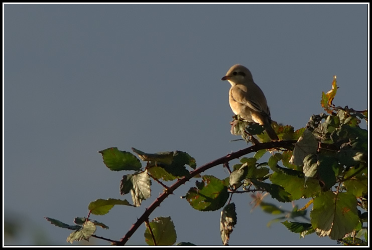 Averla isabellina - Lanius isabellinus