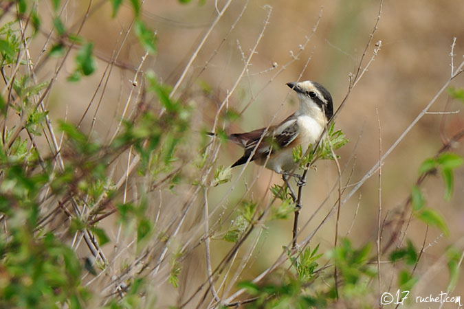 Maskenwürger - Lanius nubicus