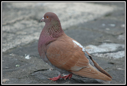 Piccione torraiolo - Columba livia