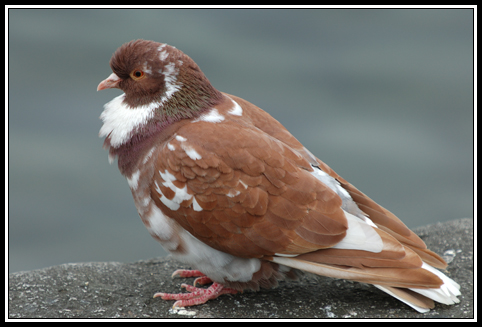 Pigeon biset (Columba livia / Rock dove, Rock pigeon, Feral pigeon) 0000-00-00 