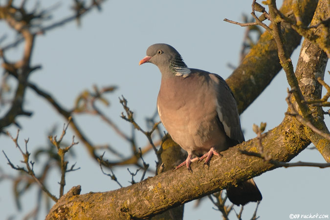 Common woodpigeon - Columba palumbus