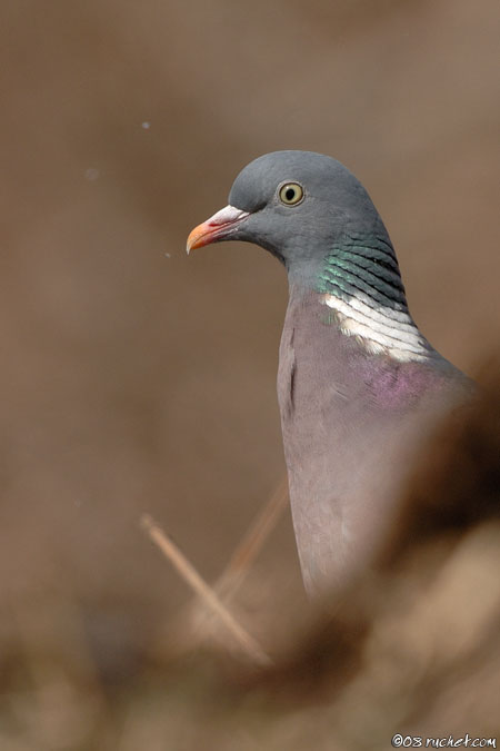 Common woodpigeon - Columba palumbus