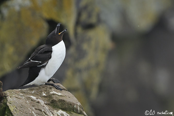 Razorbill - Alca torda