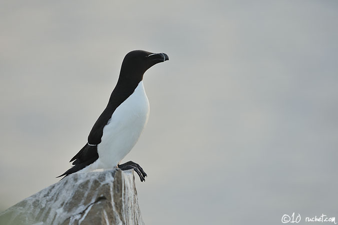 Razorbill - Alca torda