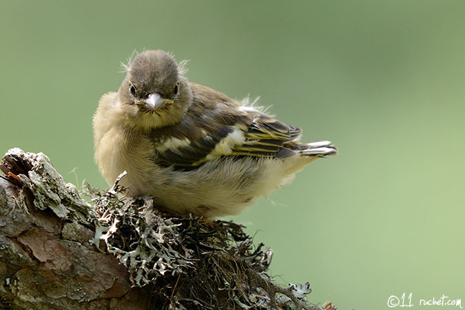 Buchfink - Fringilla coelebs