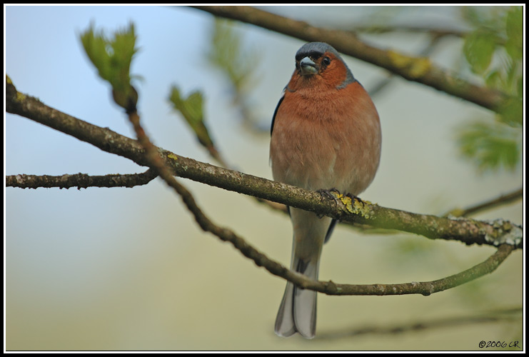 Buchfink - Fringilla coelebs