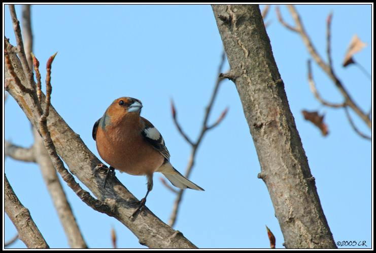 Buchfink - Fringilla coelebs