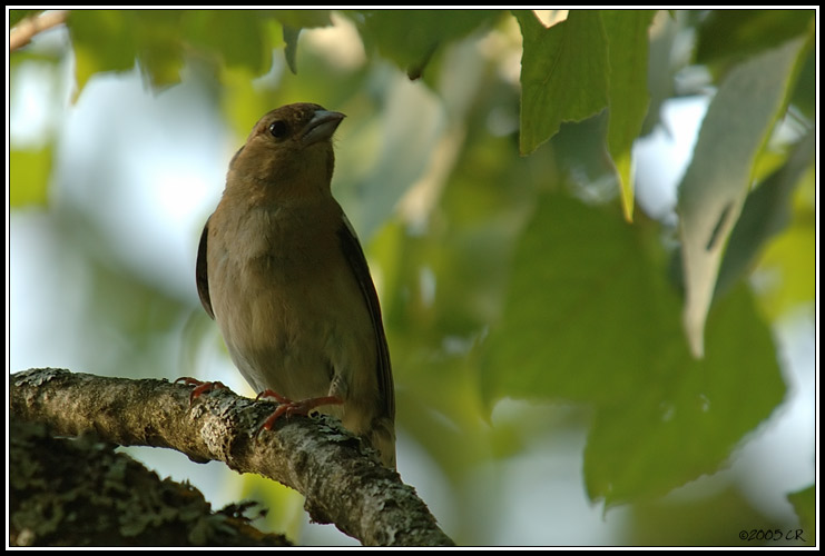 Buchfink - Fringilla coelebs