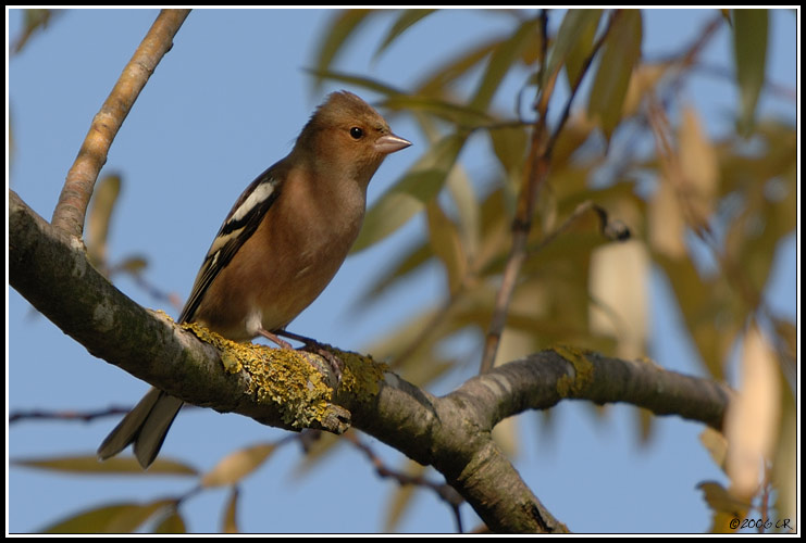 Buchfink - Fringilla coelebs