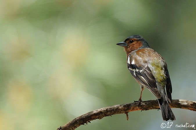 Buchfink - Fringilla coelebs