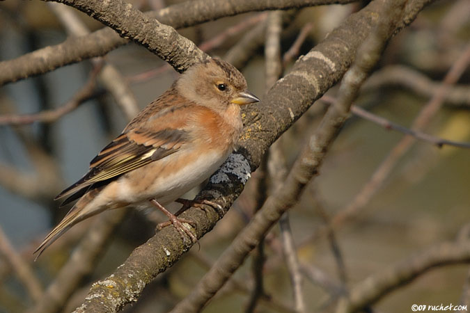 Brambling - Fringilla montifringilla