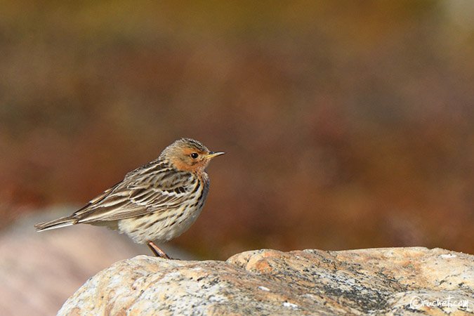 Rotkehlpieper - Anthus cervinus