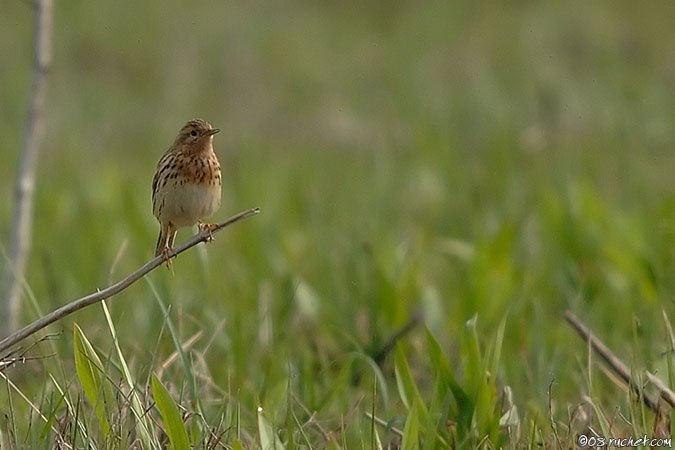 Red-throated Pipit - Anthus cervinus